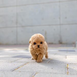 Teddy